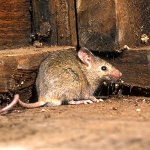 הדברת עכברים